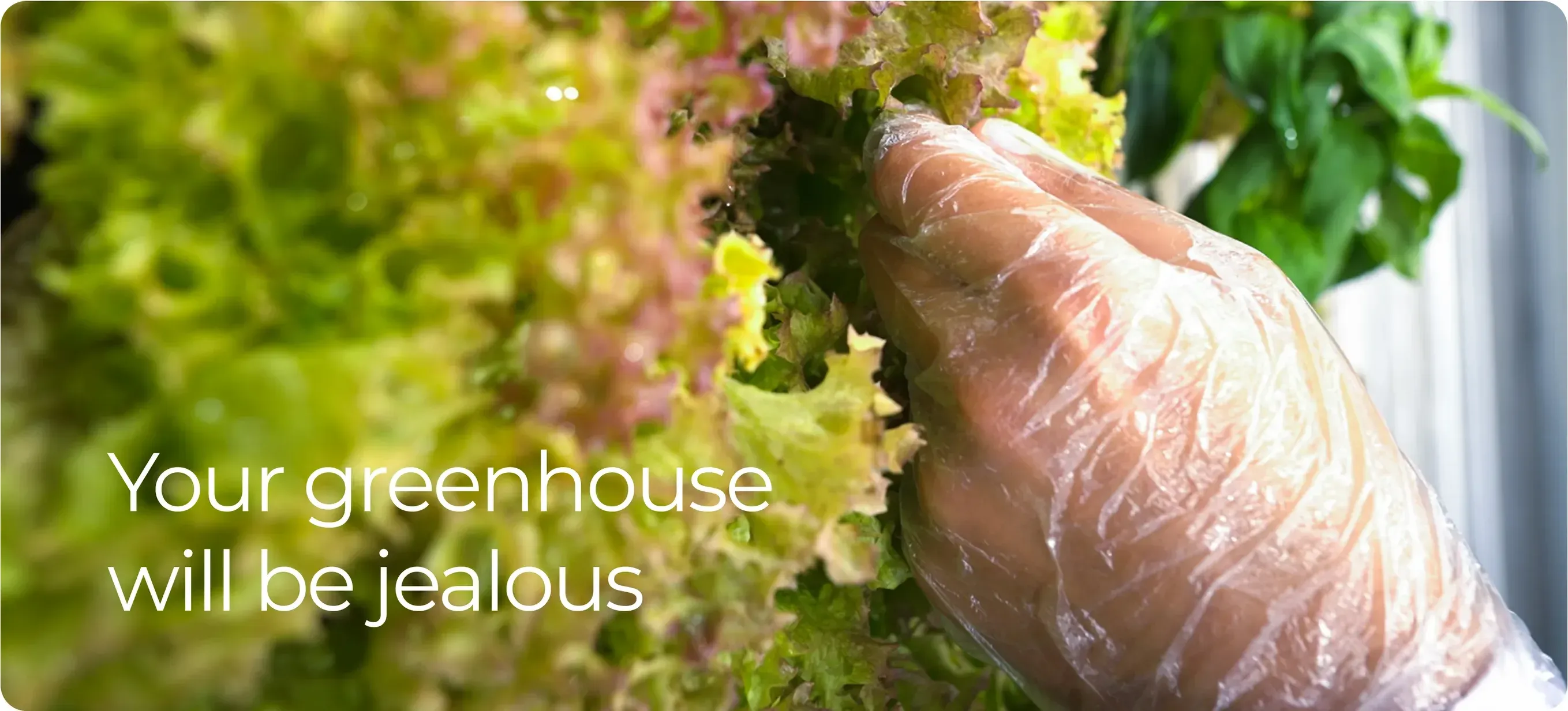 Close-up of fresh lettuces being harvested inside an Ivvest indoor farm, with the caption Your greenhouse will be jealous